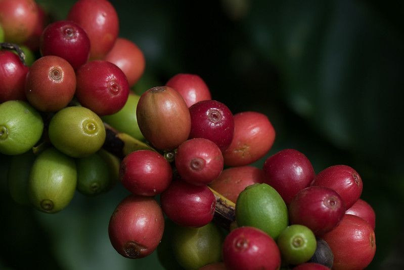 Preço do café sobe 2,32% em Nova York por oferta restrita