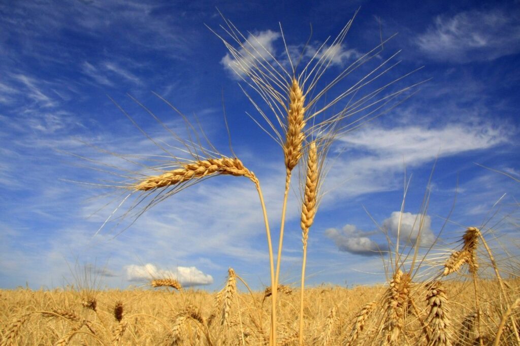 Cooperativas preveem queda na área de trigo em São Paulo 2023