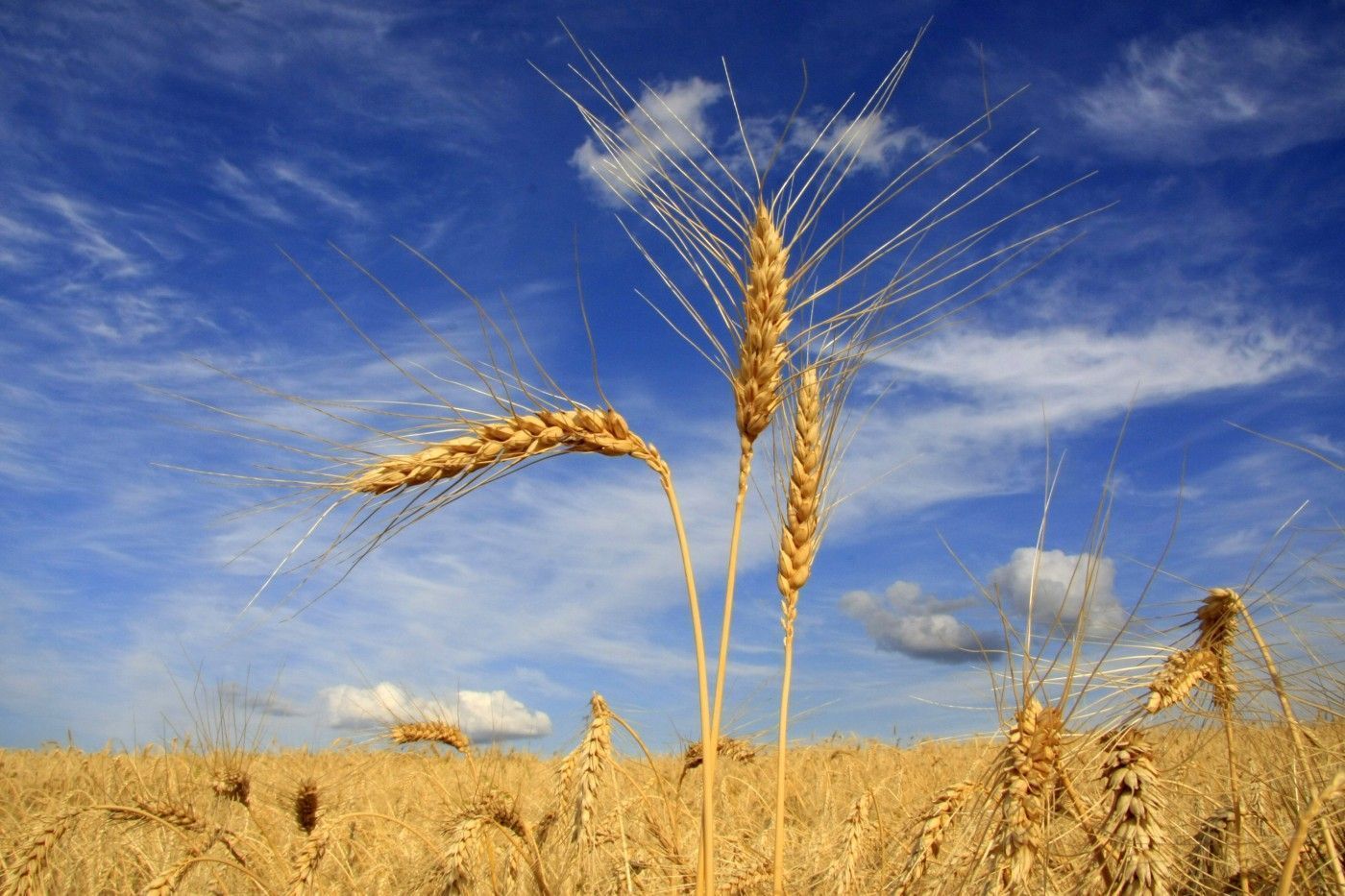 Cooperativas preveem queda na área de trigo em São Paulo 2023