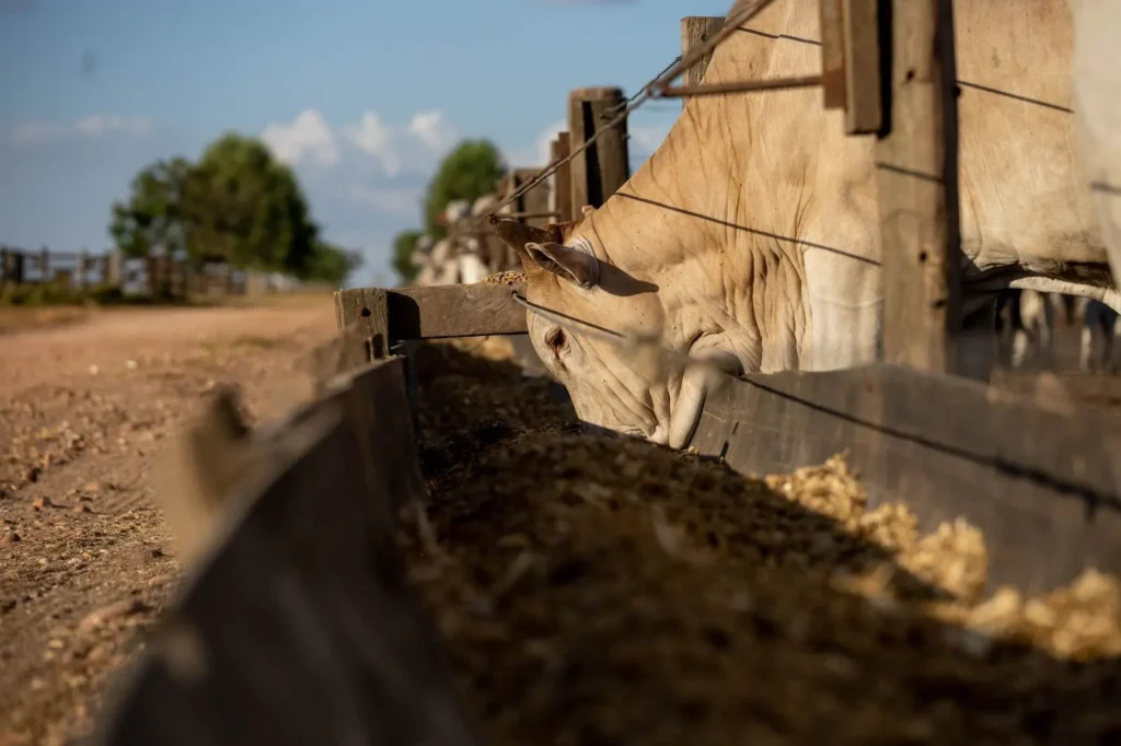 Demanda global impulsiona investimentos em DDGS no Brasil e crescimento sustentável