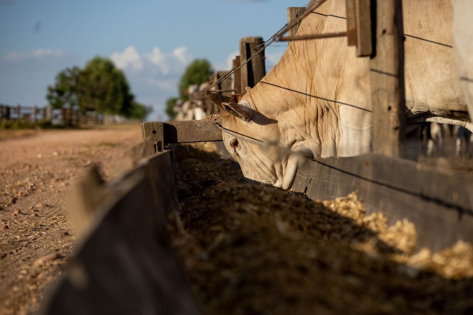 Demanda global impulsiona investimentos em DDGS no Brasil e crescimento sustentável