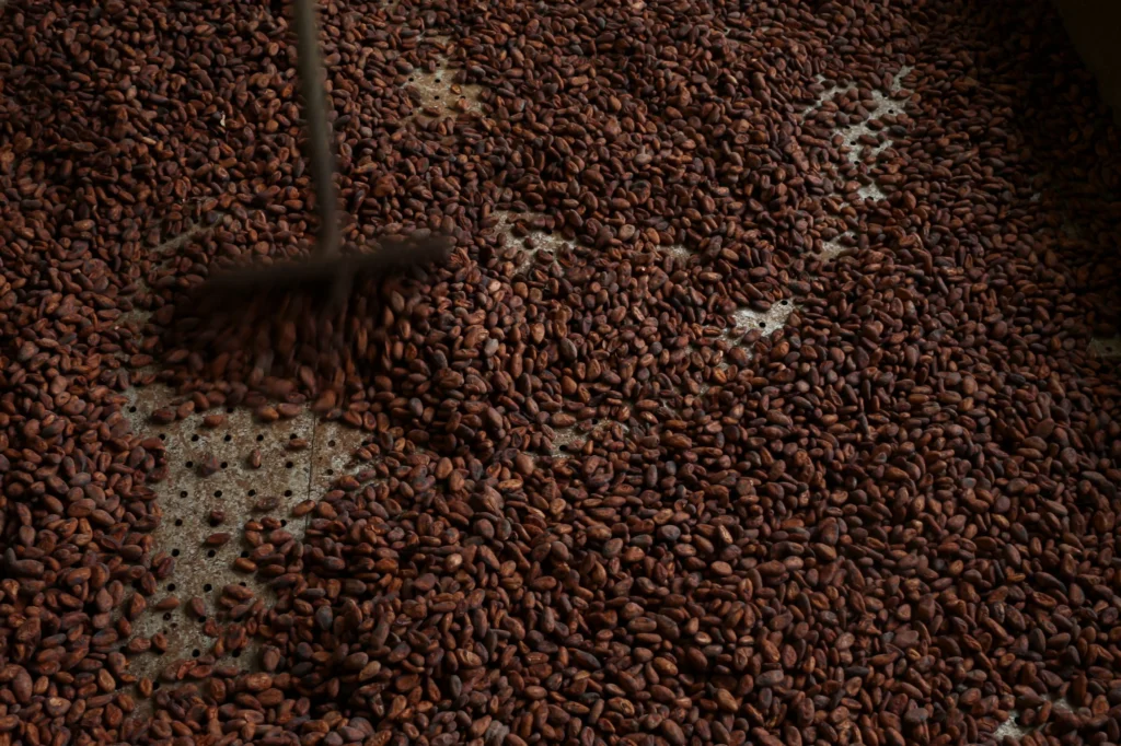 Cacau dispara 12,6% em Nova York com crise de oferta global
