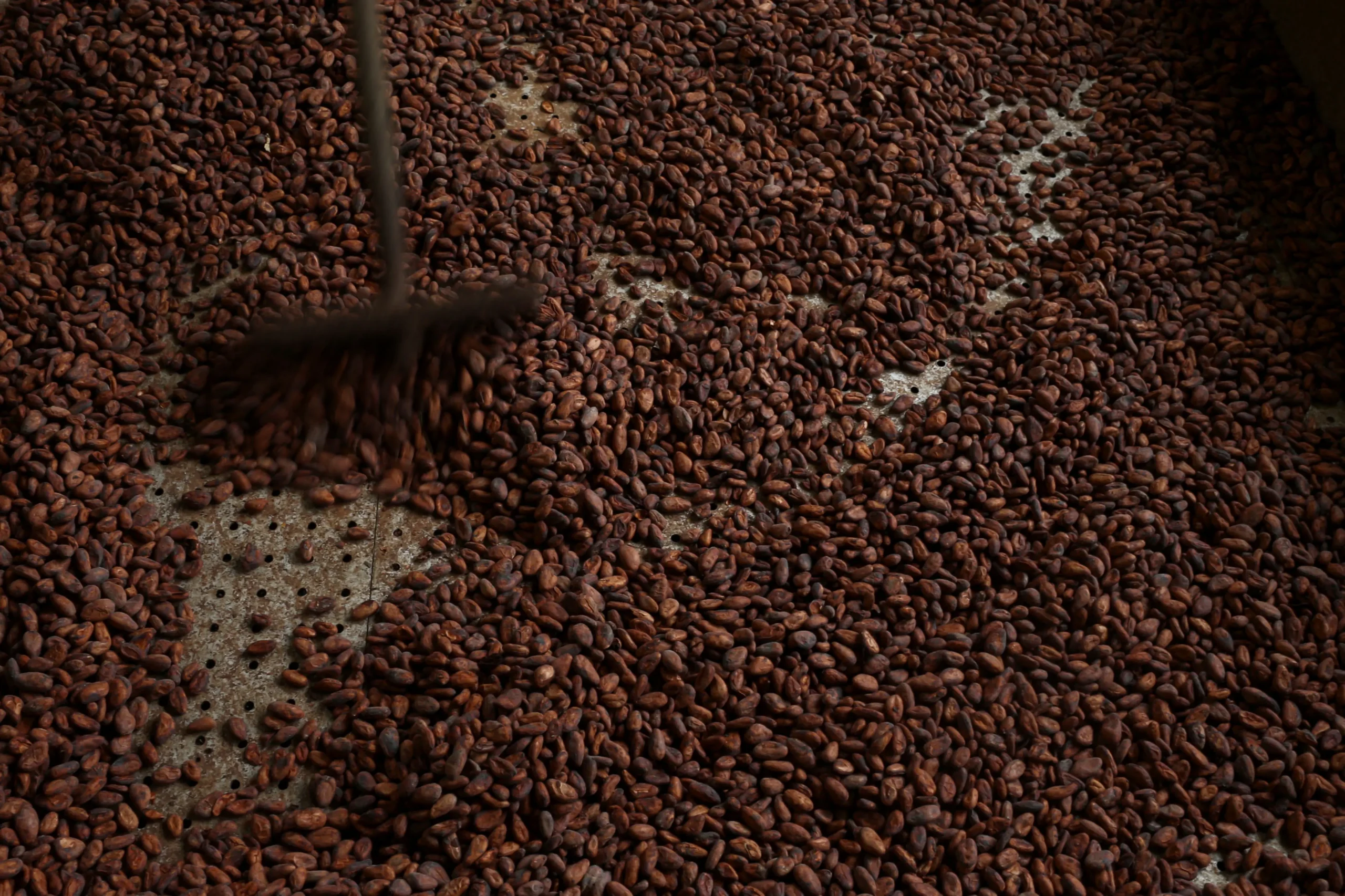 Cacau dispara 12,6% em Nova York com crise de oferta global