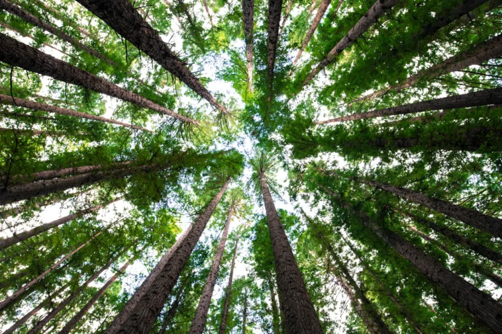 Setor de árvores cultivadas exporta US$ 7,5 bilhões em 2023