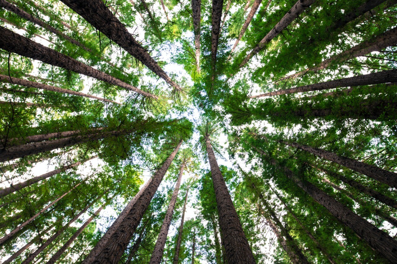 Setor de árvores cultivadas exporta US$ 7,5 bilhões em 2023