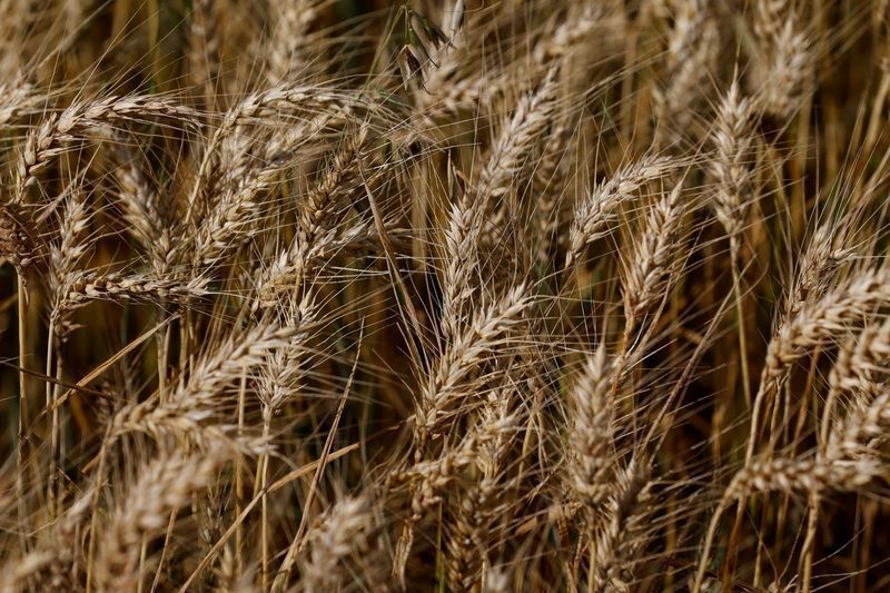 Brasil projeta maior importação de trigo para atender demanda crescente